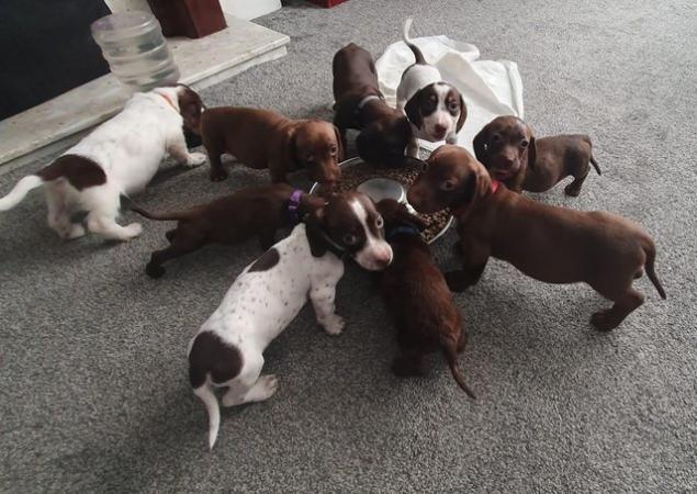 Image 17 of 8 week old mini dach x Springer spaniel pups