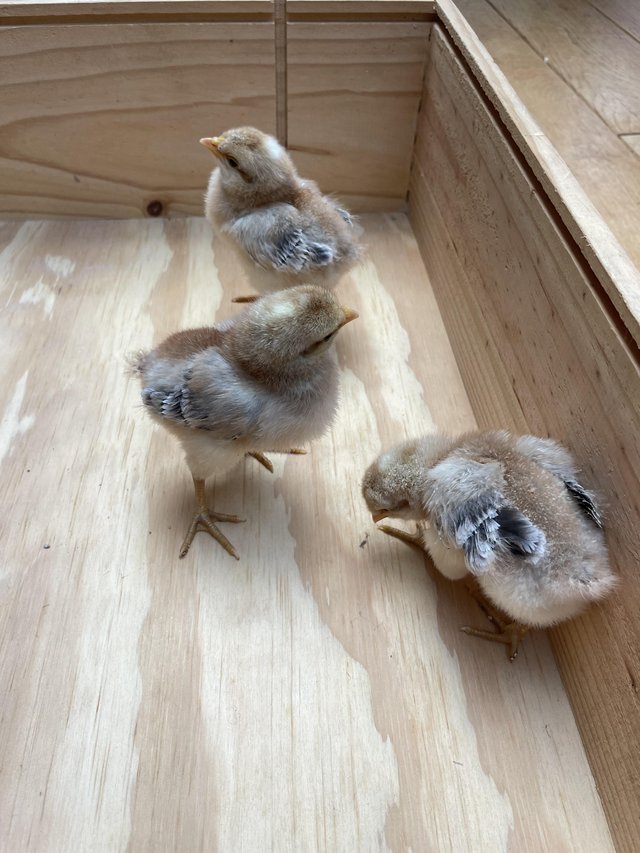 Preview of the first image of Cream Legbar cockerel chicks.