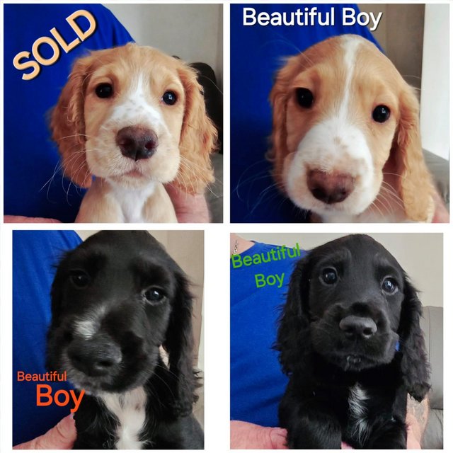 Preview of the first image of Beautiful Cocker Spaniel pups.