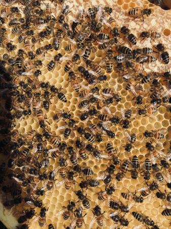 Image 35 of Overwintered Bee Nucs on five frames