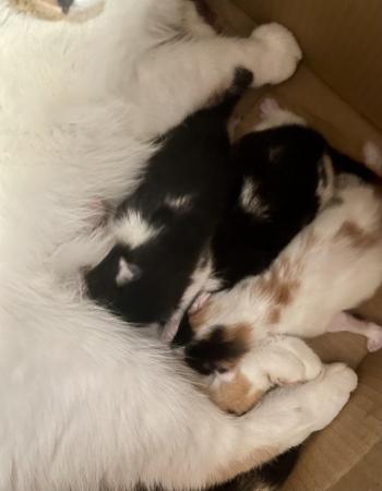 Image 3 of Just Born Trio Ginger Black White Long Furred Kittens