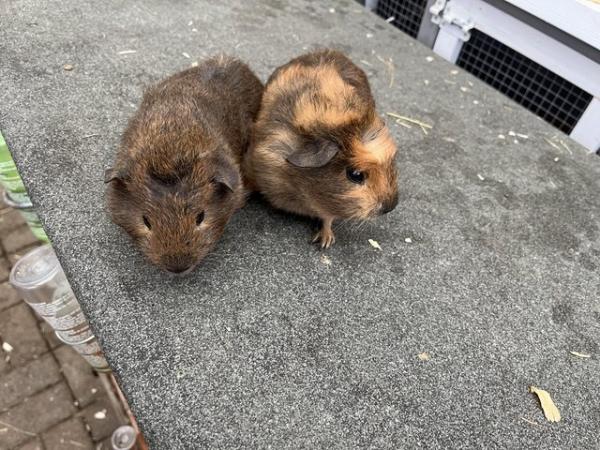 Image 2 of Pair of young male Guinea pigs
