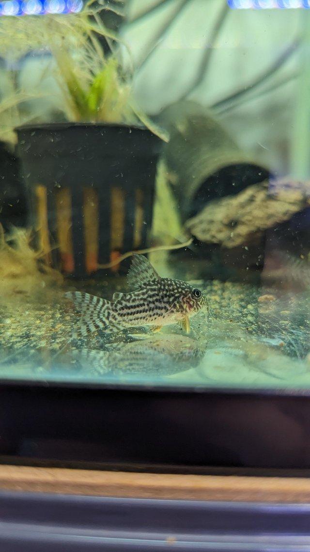 Preview of the first image of 8 x Corydoras Sterbai - 5 months old. 2.5-3cm.