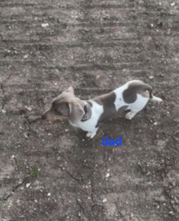 Image 4 of 1 little girly left kc registered minature dachshund