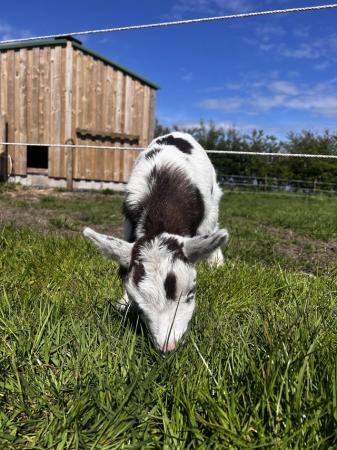 Image 8 of Registered Female Dwarf Dairy Goat Kid like Nigerian Dwarf