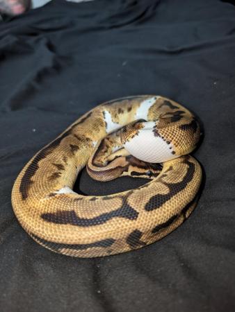 Image 3 of Wild pied royal/ball python