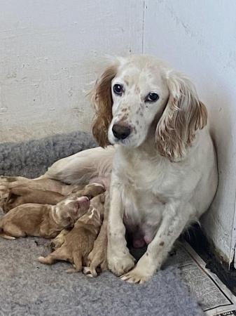Image 6 of Working cocker spaniel puppies