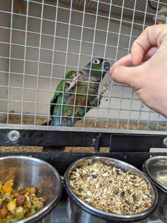 Image 4 of Green cheeked conure breeding pairs