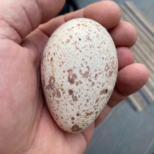 Preview of the first image of Slate Turkey Eggs - pure bred.