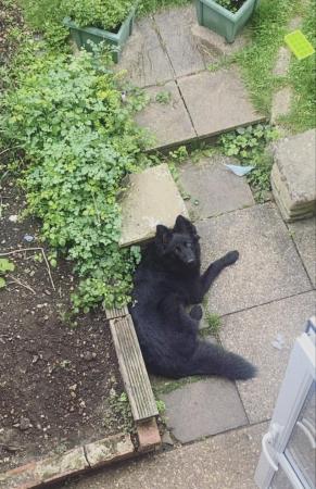 German Shepherd puppies for sale in Bracknell, Berkshire – 4 years old - Image 5 of 5