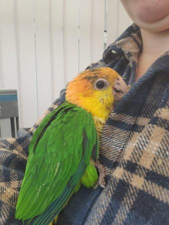 Image 3 of Caique Female - *silly tame with cage*