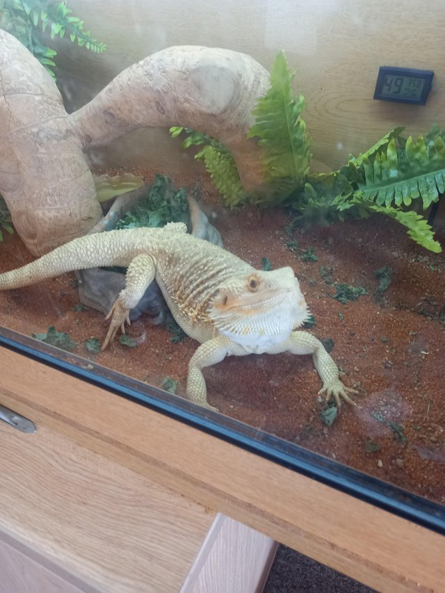 Preview of the first image of Bearded dragon 11 months old.