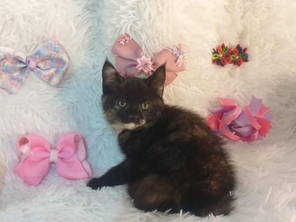 Image 10 of Maincoon x British stunning kittens very fluffy ready now