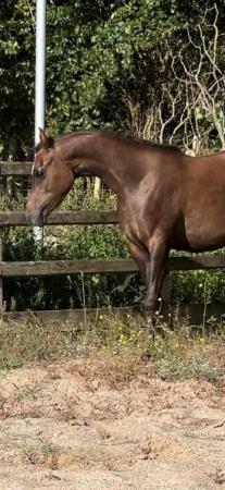 Image 4 of 2023 Pure Bred Arabian Yearling Gelding