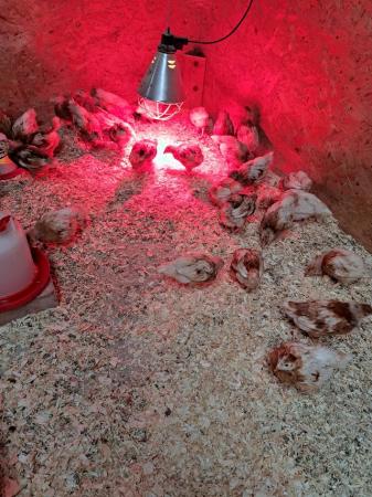Image 1 of Warren/Brown Lohmen Chicks For Sale