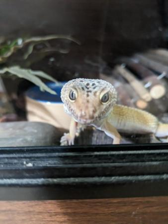 Image 4 of Leopard gecko and full setup