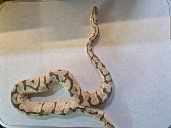 Image 5 of For Sale Male Bumblebee ball python
