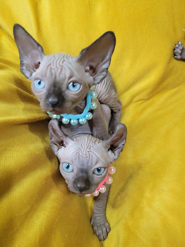 Preview of the first image of 10 weeks 3 males 1 female silver elf sphynx for sale.