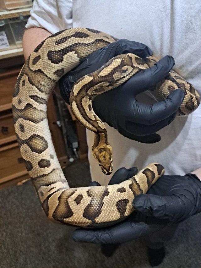 Preview of the first image of 2020 leopard fire het clown male.