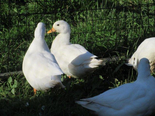 Preview of the first image of White Call Ducks, 3 boys available..