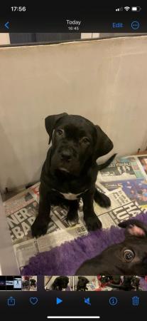 Image 9 of Stunning litter of 5 cane corso puppies