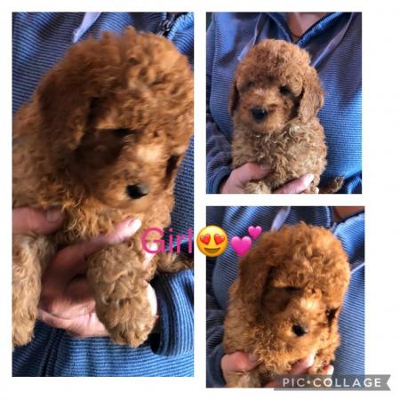 Image 10 of toy poodle puppy’s ready now!!