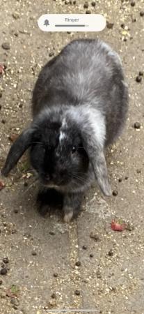 Image 3 of 6 months old lop ear bunny