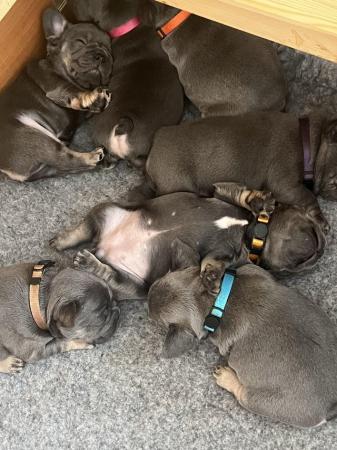 Image 1 of French Bulldogs**Ready to leave next week**