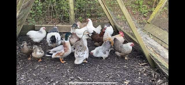 Image 4 of Chickens for sale bantams