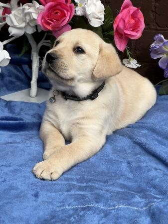 Image 6 of Adorable Labrador puppies  pure white