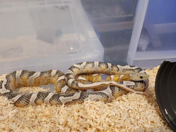 Image 2 of Corn snake for sale £60