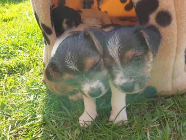 Image 6 of Cross bred tri colour terrier pups for sale ready june the f