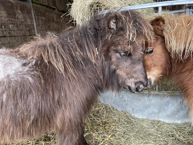 Preview of the first image of Miniature Shetland pony colt foal.