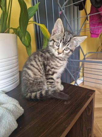 Image 1 of Ready to leave Stunning Silver Tabby kittens 2 left