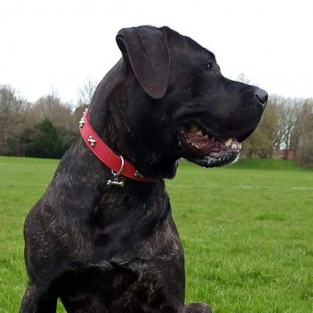 Image 4 of Presa canario needs new home no time wasters