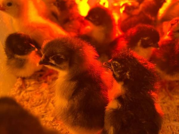 Image 2 of Day old chicks - cream Legbar, Sussex buff and Marans