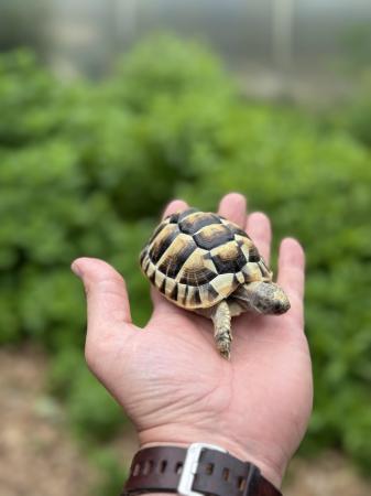 Image 5 of UK Captive Bred Tortoise For Sale Plus Complete Setup