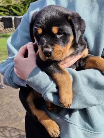 Image 5 of Stunning pure bred kC registered Rottweilers