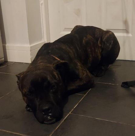 Image 3 of Male cane corso cross. Rehoming fee wanted