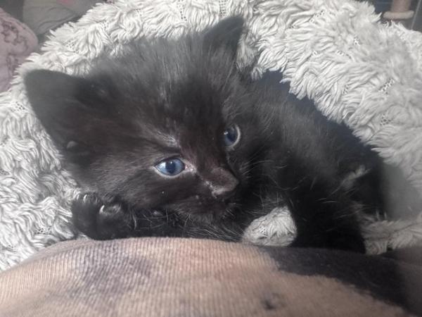Image 1 of 11 week old all black long furred kittens