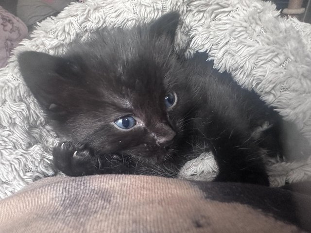 Preview of the first image of 11 week old all black long furred kittens.