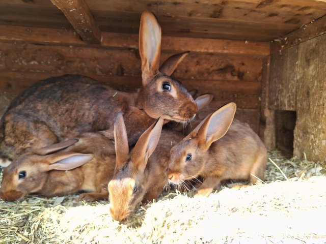 Preview of the first image of 7 week old Belgian Hares for sale.