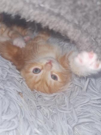 Image 10 of Male ginger kittens ready now