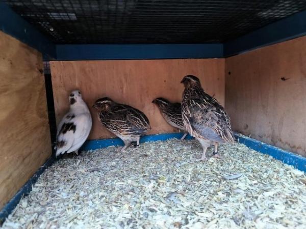 Image 2 of Coturnix and Texas Quail for sale