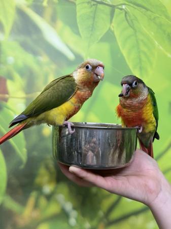 Image 3 of Hand Reared Baby Green Cheek Conures At Urban Exotics
