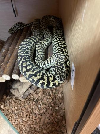 Image 5 of Pair of Jungle Carpet Pythons