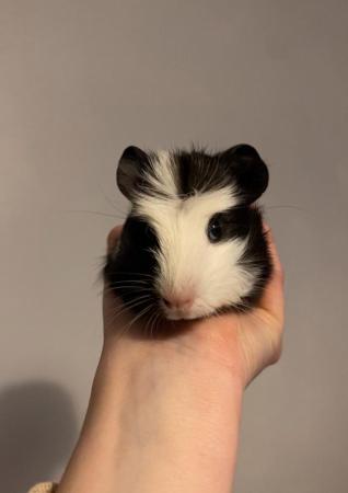 Image 1 of 8 week old male guinea pigs