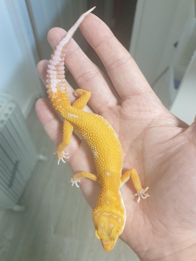 Preview of the first image of ** Leopard Gecko Morphs Cb23 **.