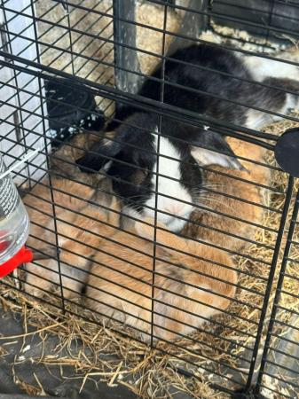 Image 2 of Three Lop/Mini Lop rabbits: ready now