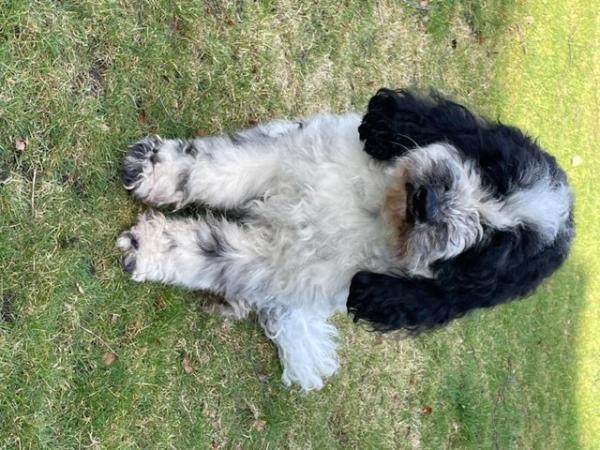 Image 2 of 2 yr old Male Cockapoo reluctantly for sale